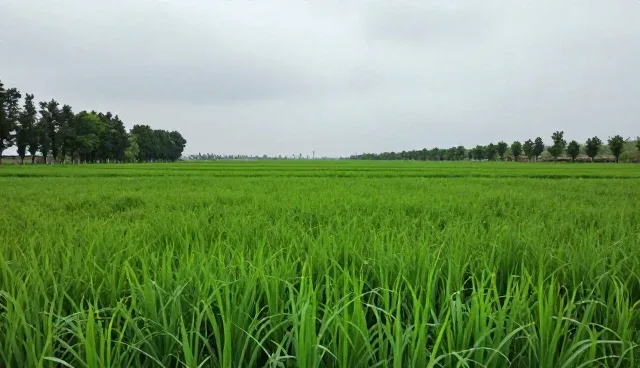 提升执行效率的实用策略与日常维护建议